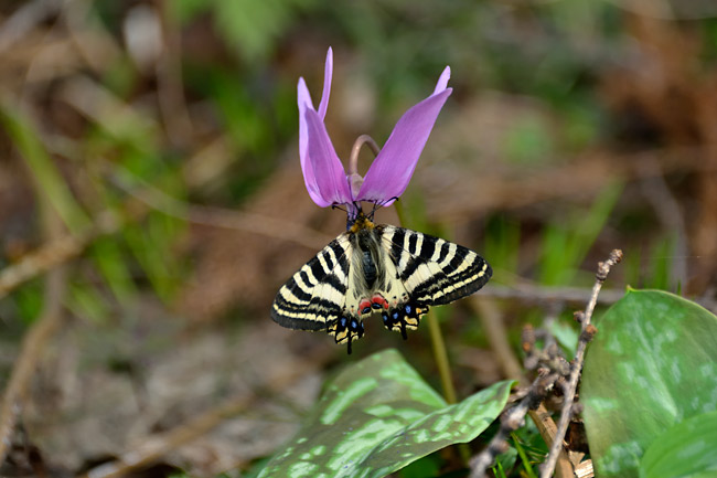 ルードルフィアラインのヒメギフチョウ