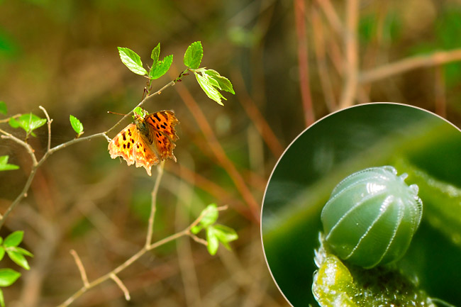 シータテハの産卵 