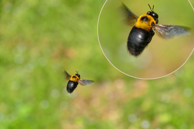 クマバチのホバリング