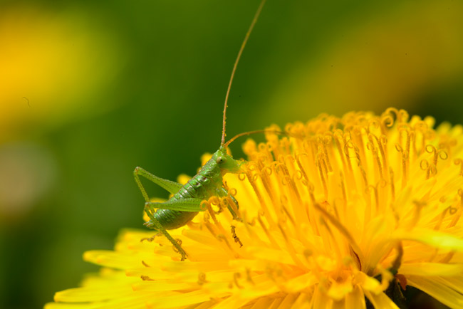 タンポポにヤブキリ