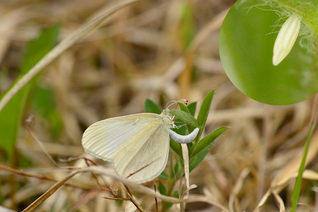 ヒメシロチョウ春型の産卵
