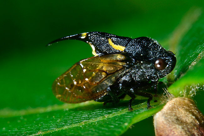 タケウチトゲアワフキ