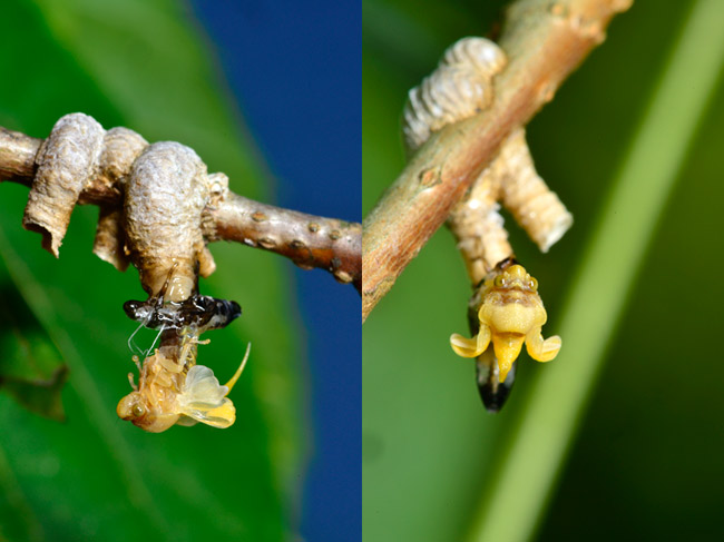 タケウチトゲアワフキの羽化