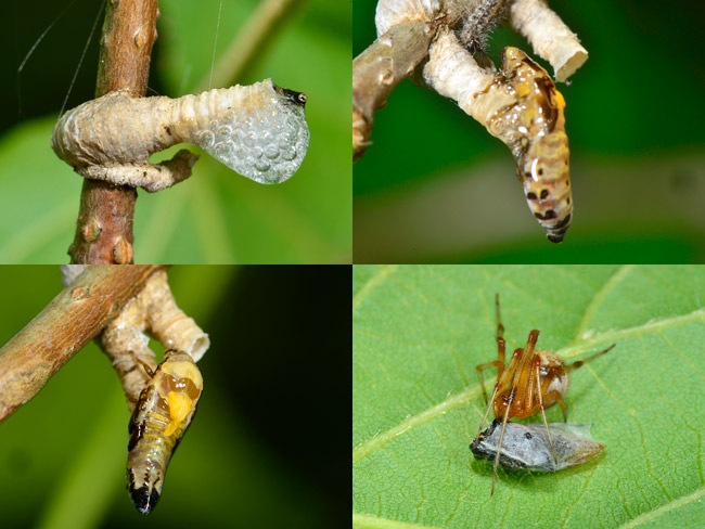 タケウチトゲアワフキの羽化のはじまり