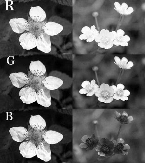 キイチゴとキンポウゲの色２