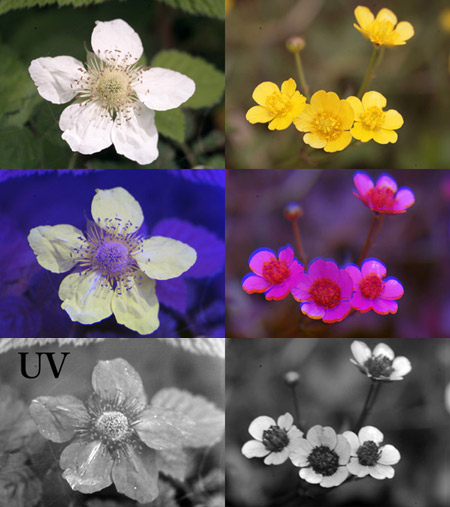 キイチゴとキンポウゲの花の紫外線写真