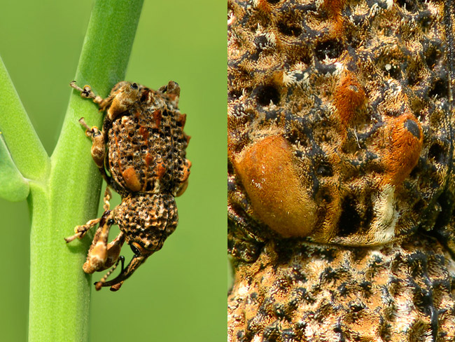 マダラアシゾウムシのマルチフォーカス写真