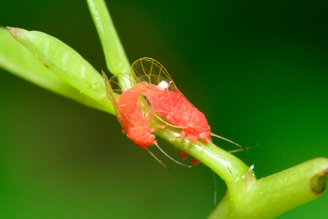 ベニキジラミの交尾