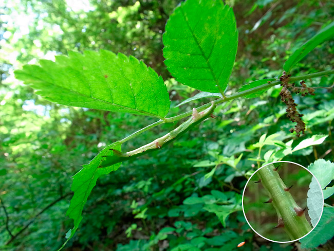 キエダシャクの幼虫