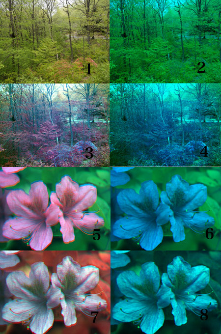 ツツジの花を昆虫が見たら