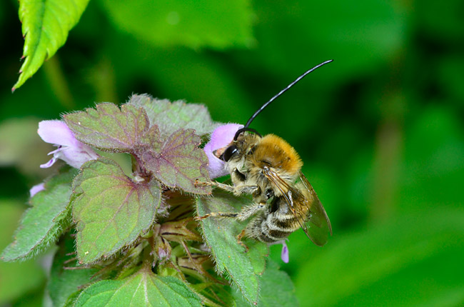 ヒメオドリコソウの蜜を吸うヒゲナガハナバチ