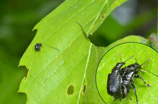 イクビチョッキリの揺藍作り