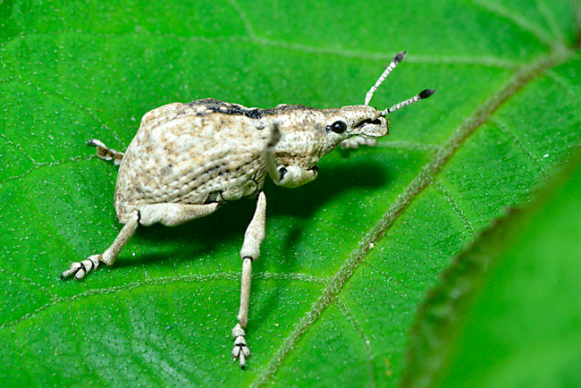 ヒメシロコブゾウムシが活動をはじめた