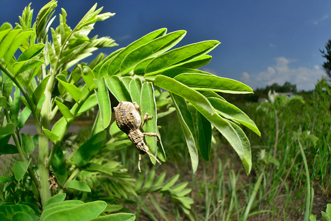 シロコブゾウムシ