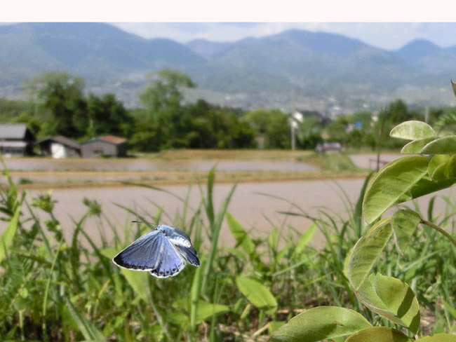 オオルリシジミの飛翔