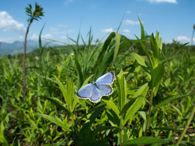 今年のオオルリシジミ