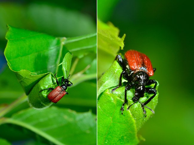 ナミオトシブミが活動をはじめた