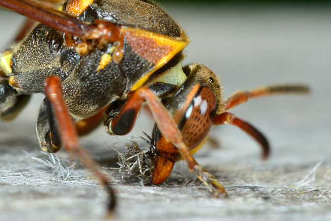 キボシアシナガバチの巣材集め