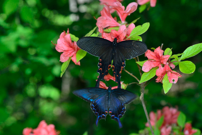 オナガアゲハとカラスアゲハ