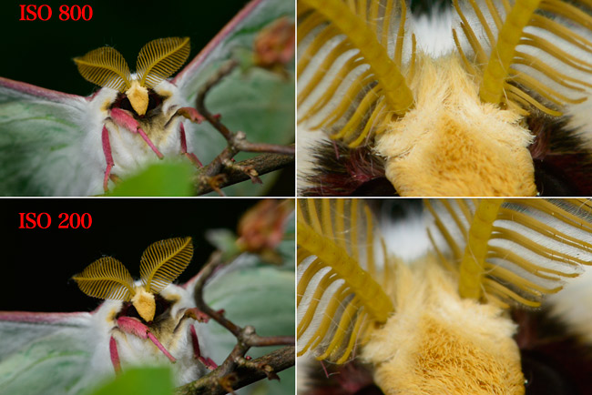 D800でISO200と800の比較（オオミズアオ）