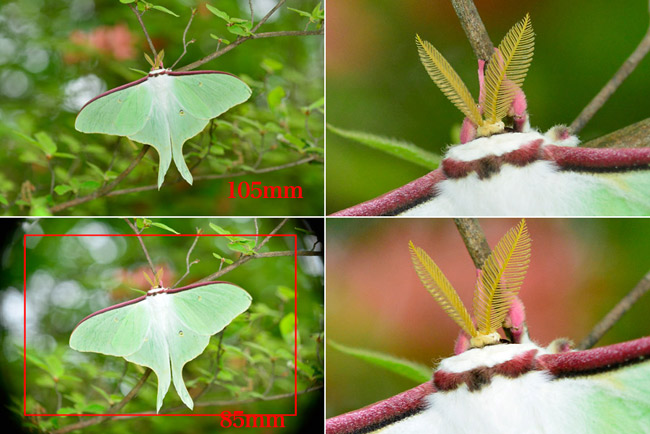 D800に105mmと85mmのマクロを使う