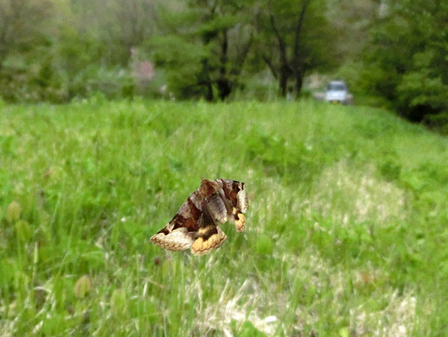 ツメクサキシタバの飛翔