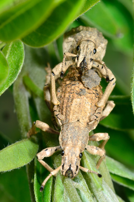 シロコブゾウムシの交尾