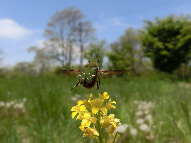コアオハナムグリの飛翔