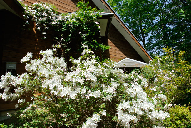 庭のクレマチス