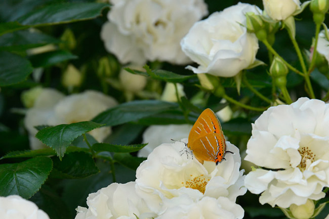 バラの花にアカシジミ