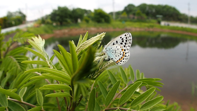 オオルリシジミの産卵