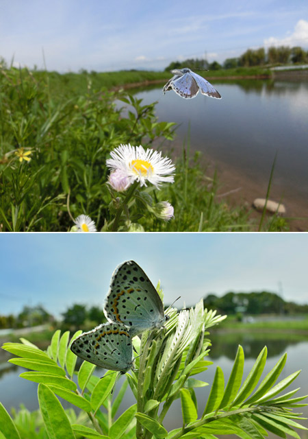 オオルリシジミの交尾