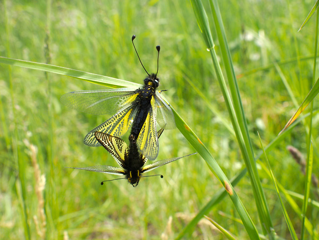 キバネツノトンボの交尾