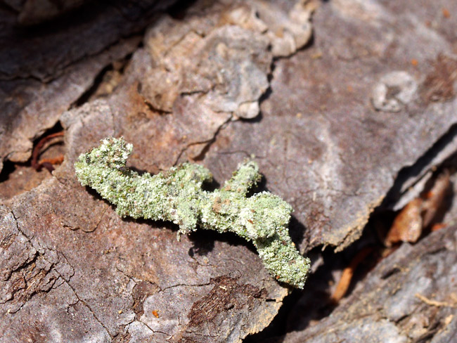 シラホシコヤガの幼虫