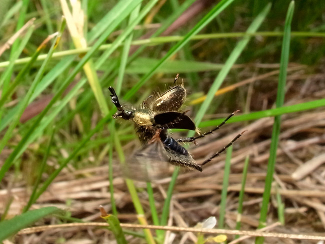 ヒゲブトハナムグリの飛翔