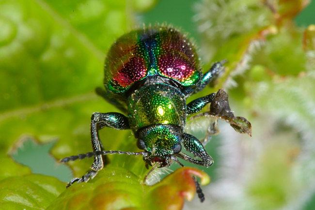 アカガネサルハムシ