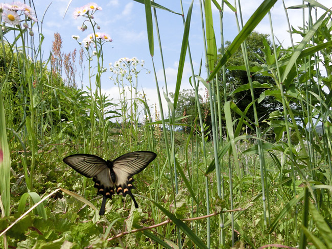 ジャコウアゲハの飛翔