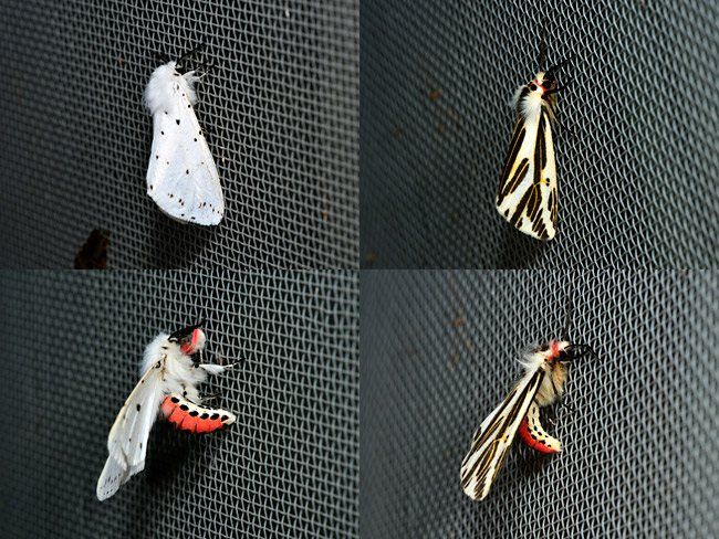 赤腹のヒトリガ