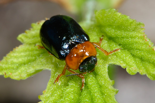 ムナキルリハムシ