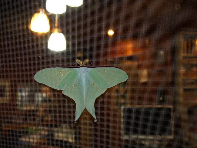 灯りに来たオオミズアオ