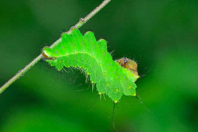 ヤママユの幼虫