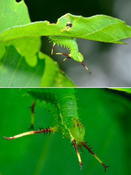 エゾヨツメの幼虫
