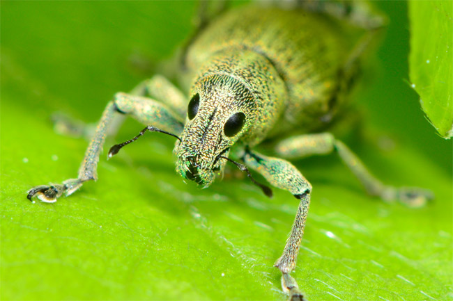 コフキゾウムシの顔