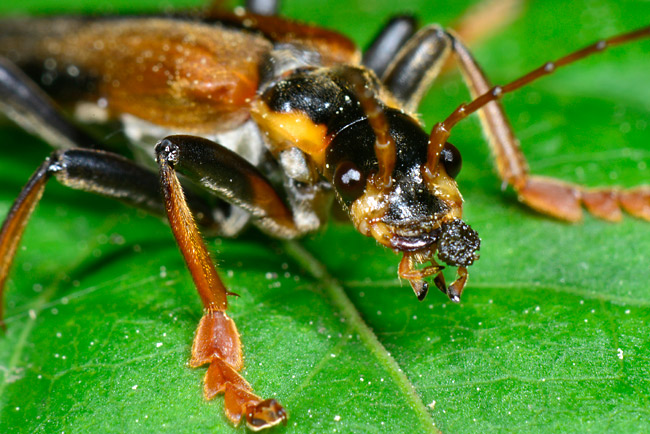 ジョウカイボンの顔