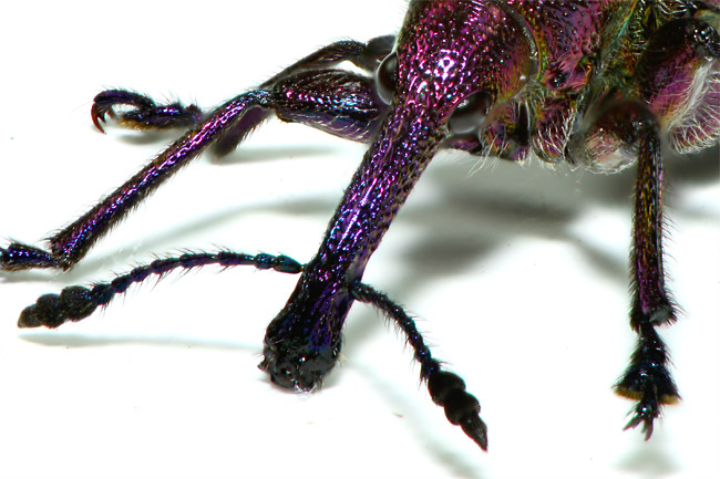 モモチョッキリ の深度合成写真