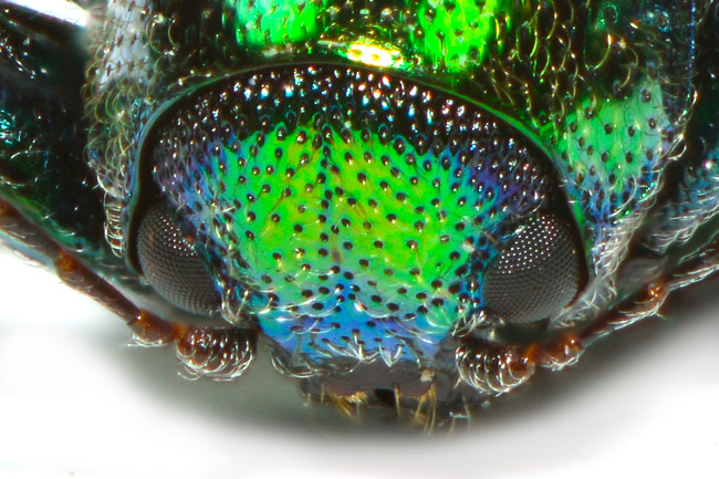 アカガネサルハムシの深度合成写真