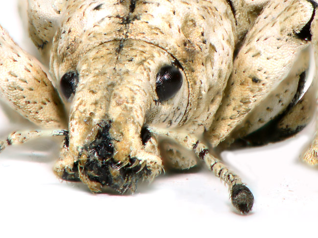 ヒメシロコブゾウムシの顔