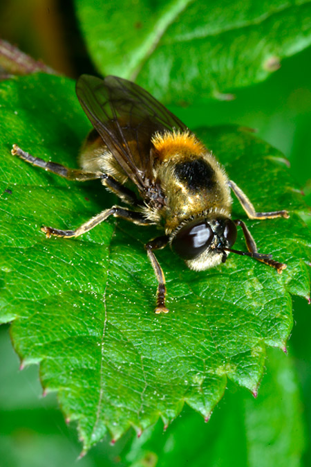 アリノスアブ（アリスアブ）