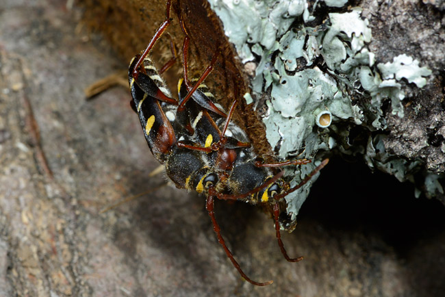 クリストフコトラカミキリ