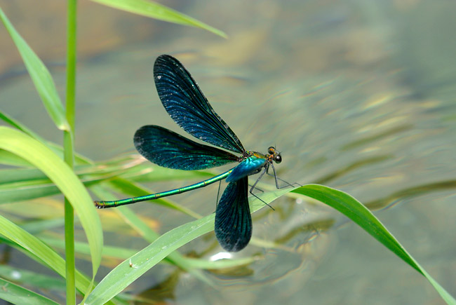 アオハダトンボ
